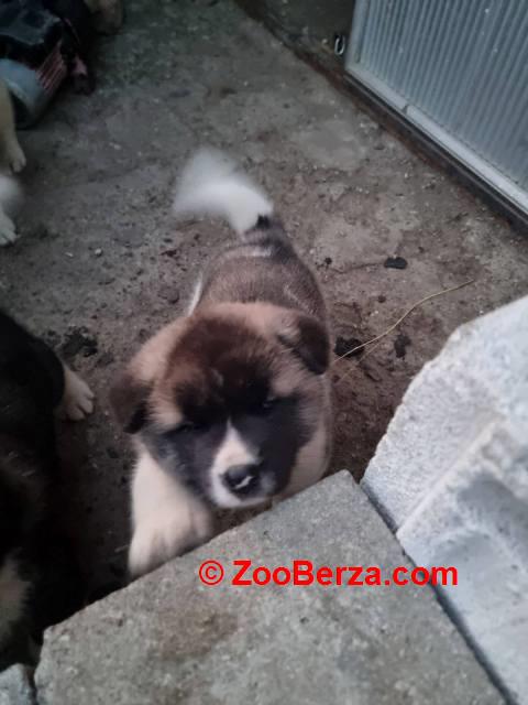Američka Akita štenci