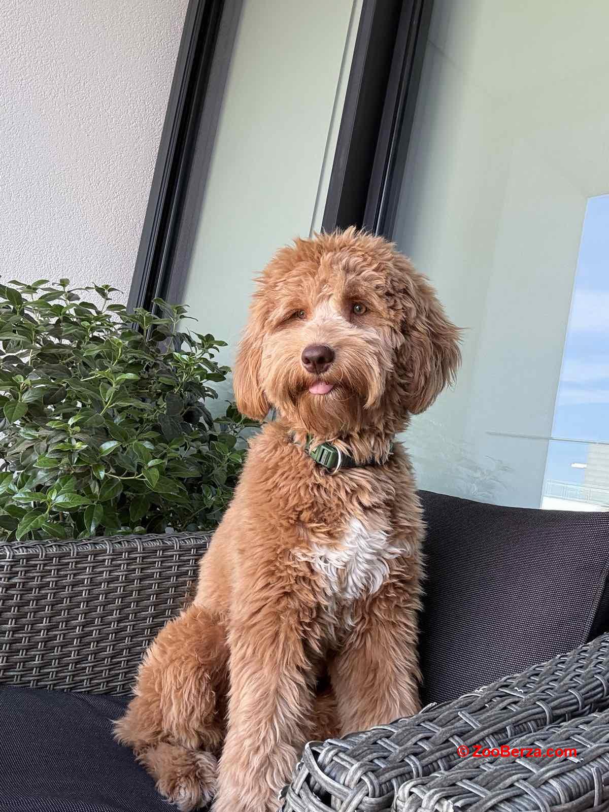 Labradoodle F1b preslatki štenci