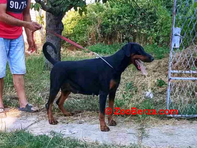 Doberman štenci