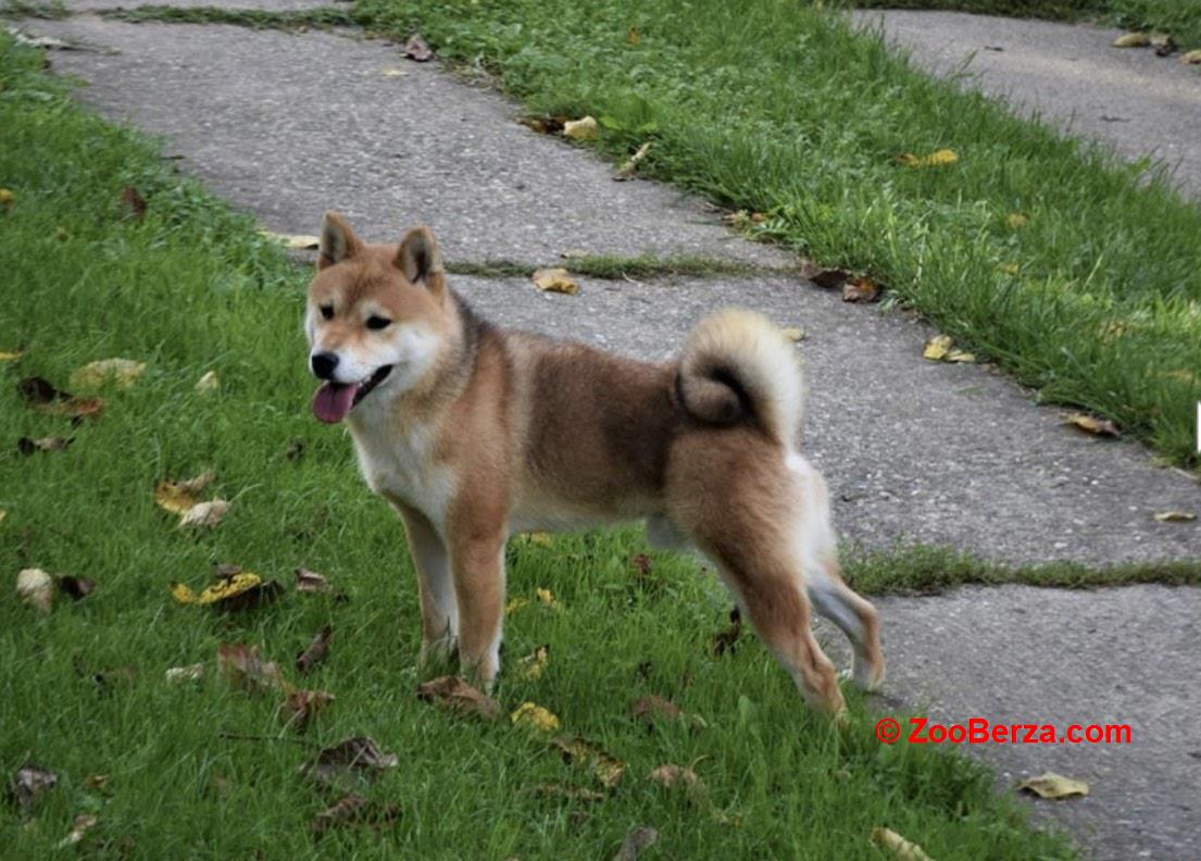 shiba inu povoljno