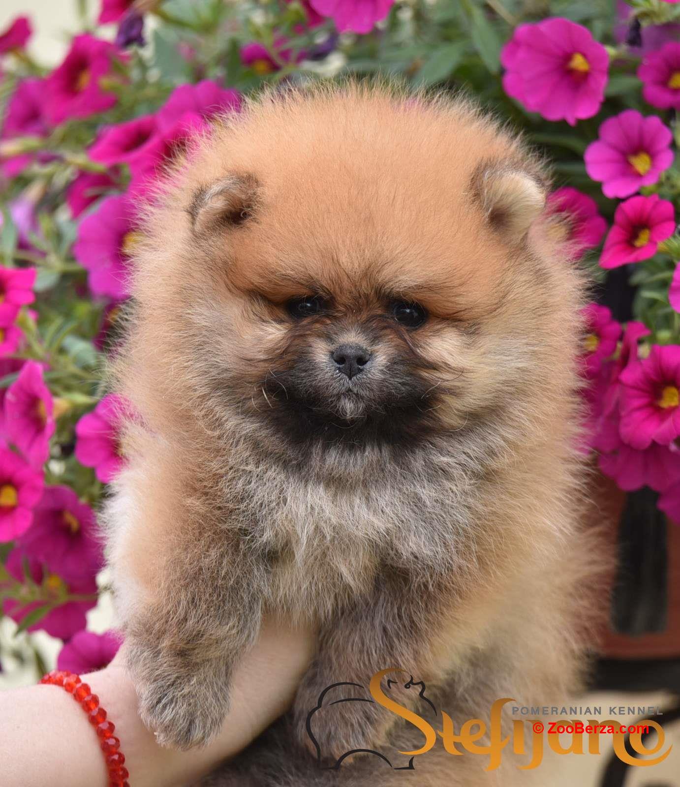 Pomeranac Boo štenci