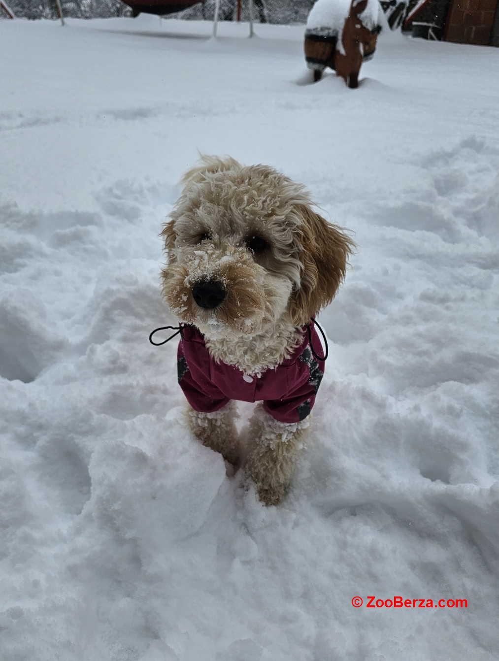 Prelep dečak apricot pudle 