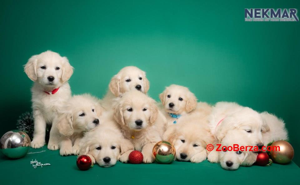 Dostupni za rezervaciju štenci Zlatnog retrivera 