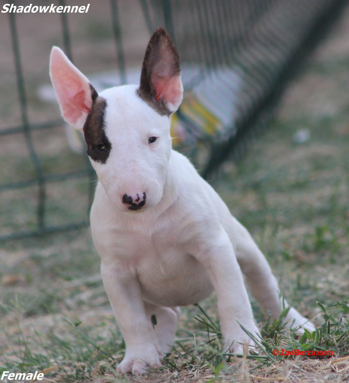 Mini Bull Terijer prelepi štenci