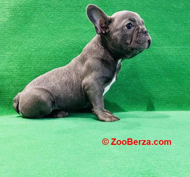 Zensko stene francuskog buldoga 
