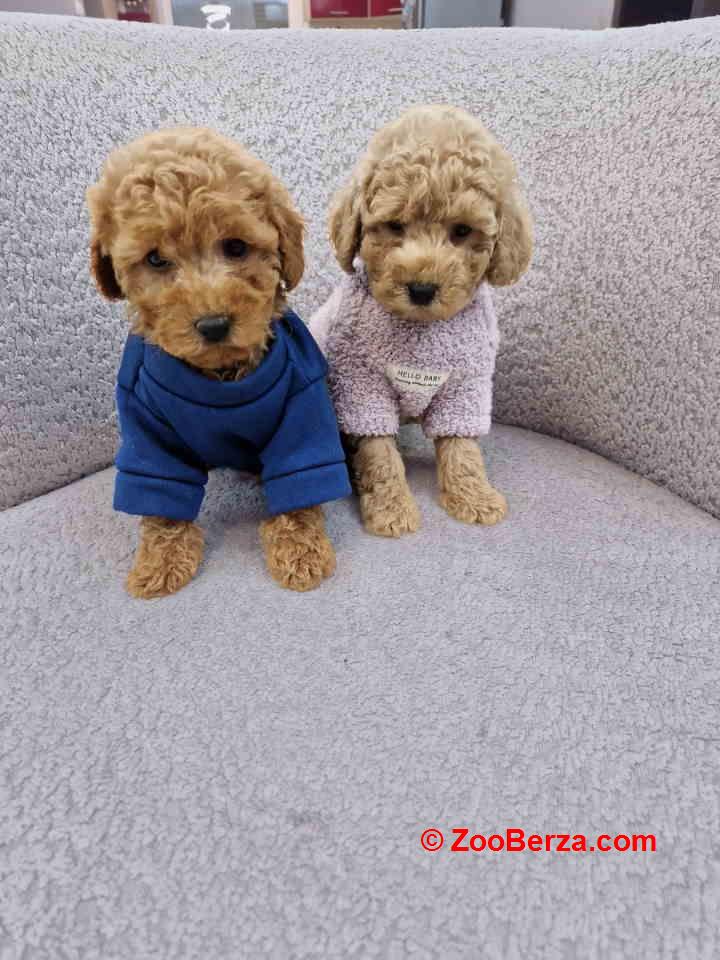 Pudle toy bata i seka 