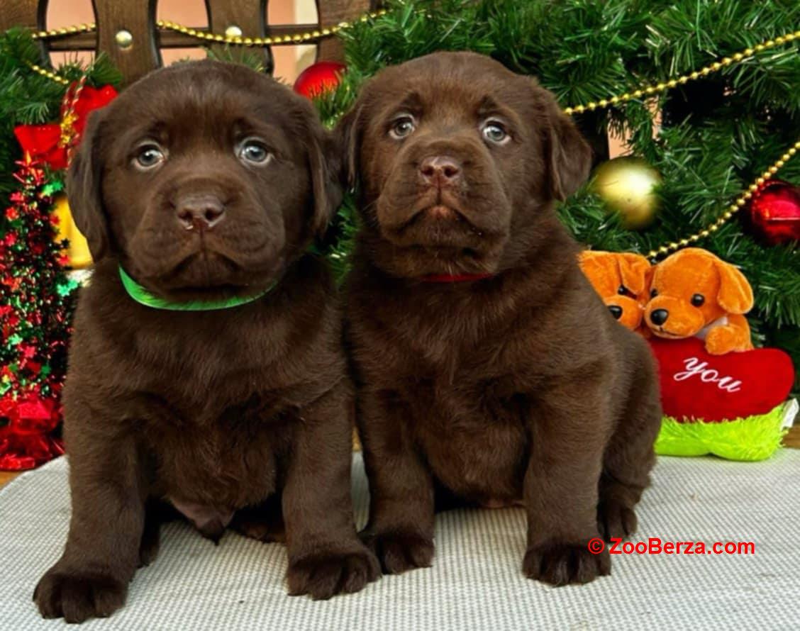 Labrador retriver čokoladni štenci na prodaju