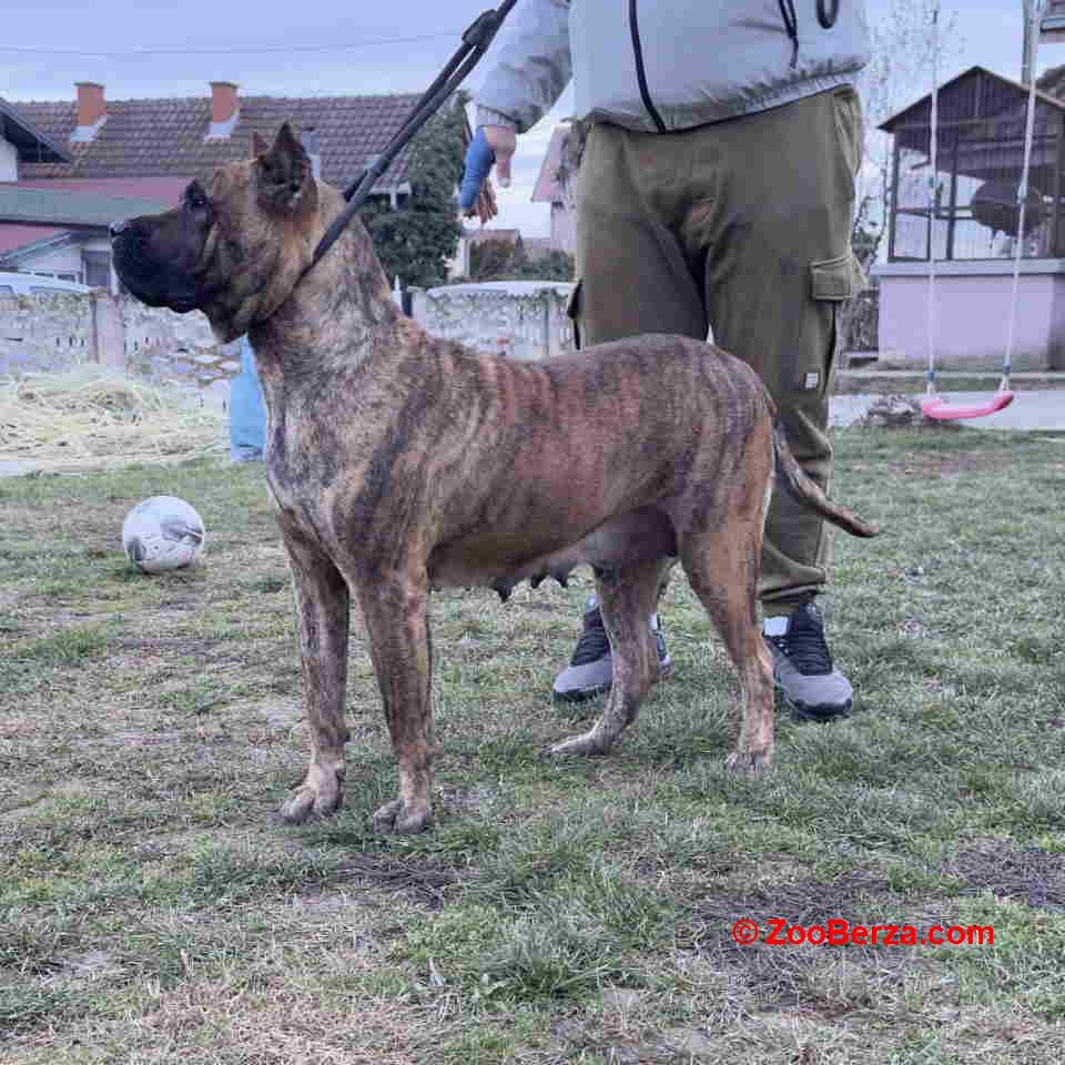 Na prodaju stenci prese kanario 