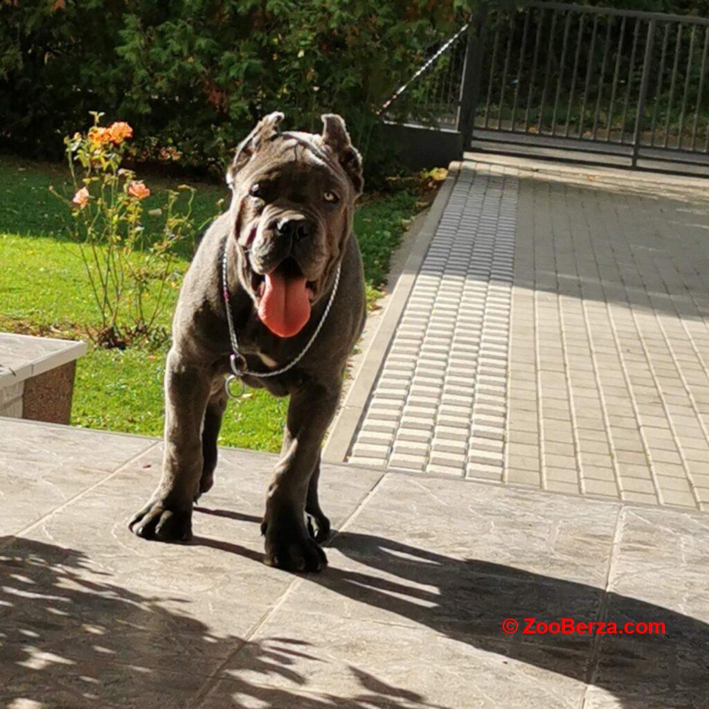 Cane Corso Kane Korso TOP KVALITET