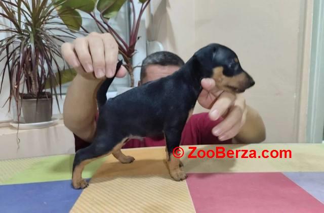 Patuljasti pinč štenci