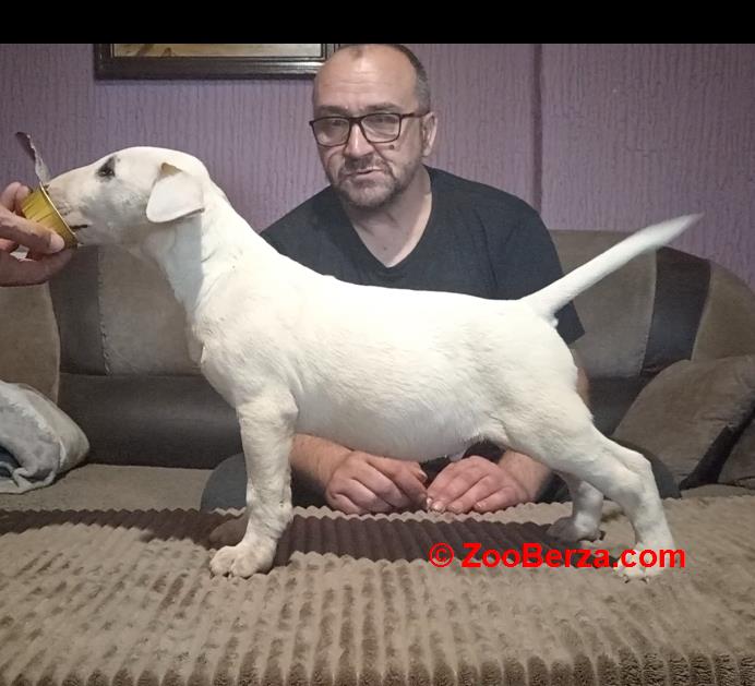 Bul Terijer štenci