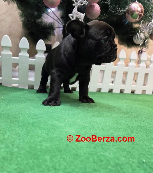 Francuski buldog štenci