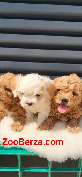 Maltipoo-Cavapoo Cavapo-Kavapu stenci 