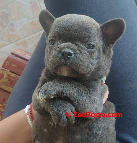 Francuski buldog štenci egzoticnih boja 