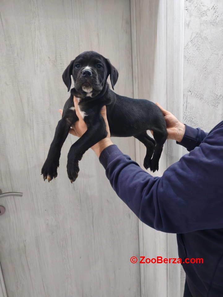 Na prodaju stenad Cane Corso 