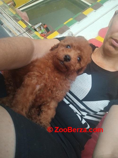 Crvena toy pudla 