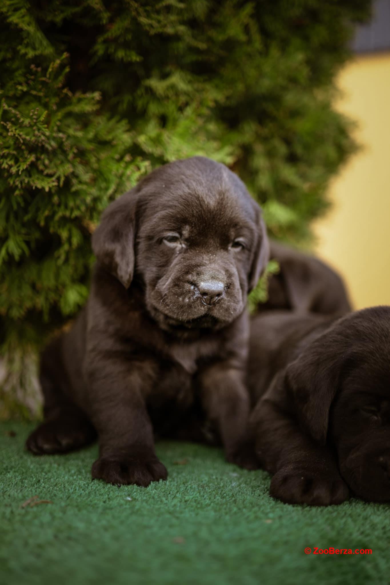 Labrador retriver braon štenci