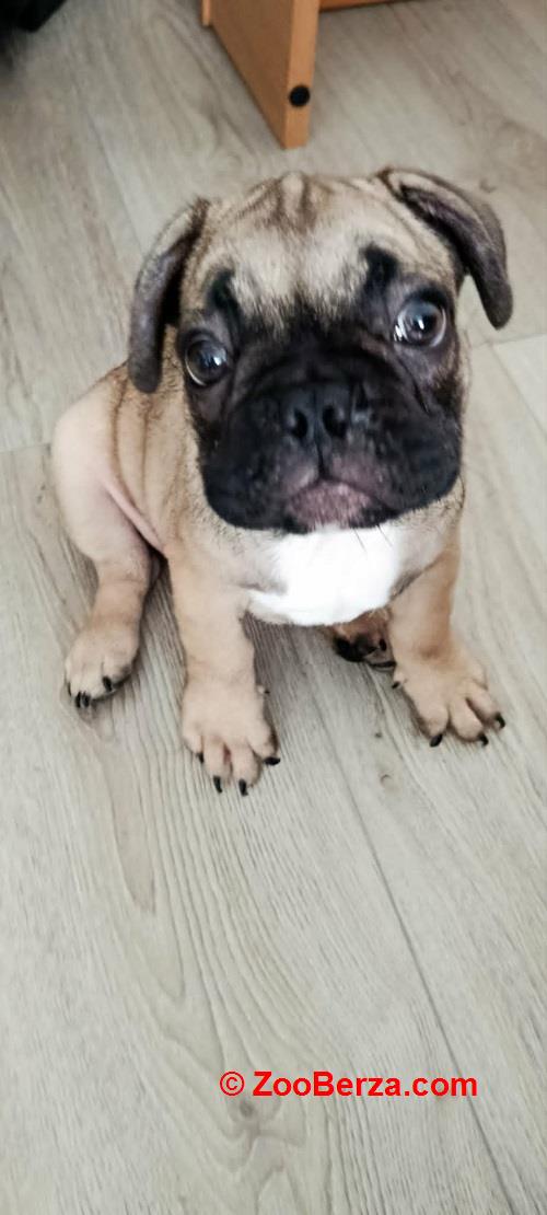Francuski buldog 