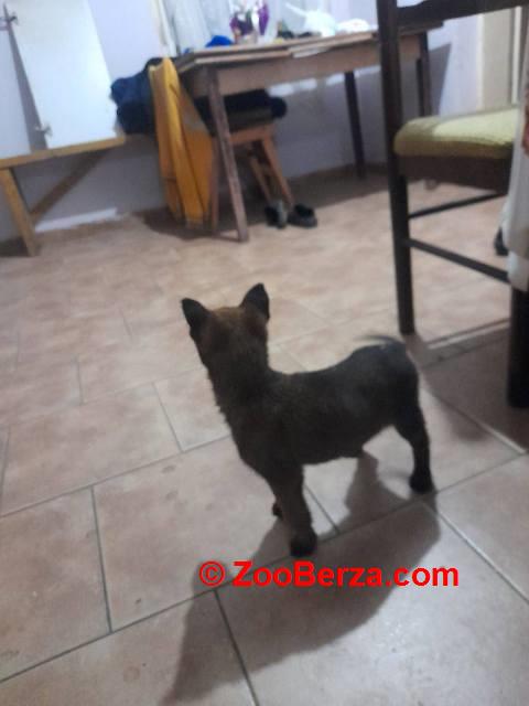 Belgijski ovčar MALINOA štenci