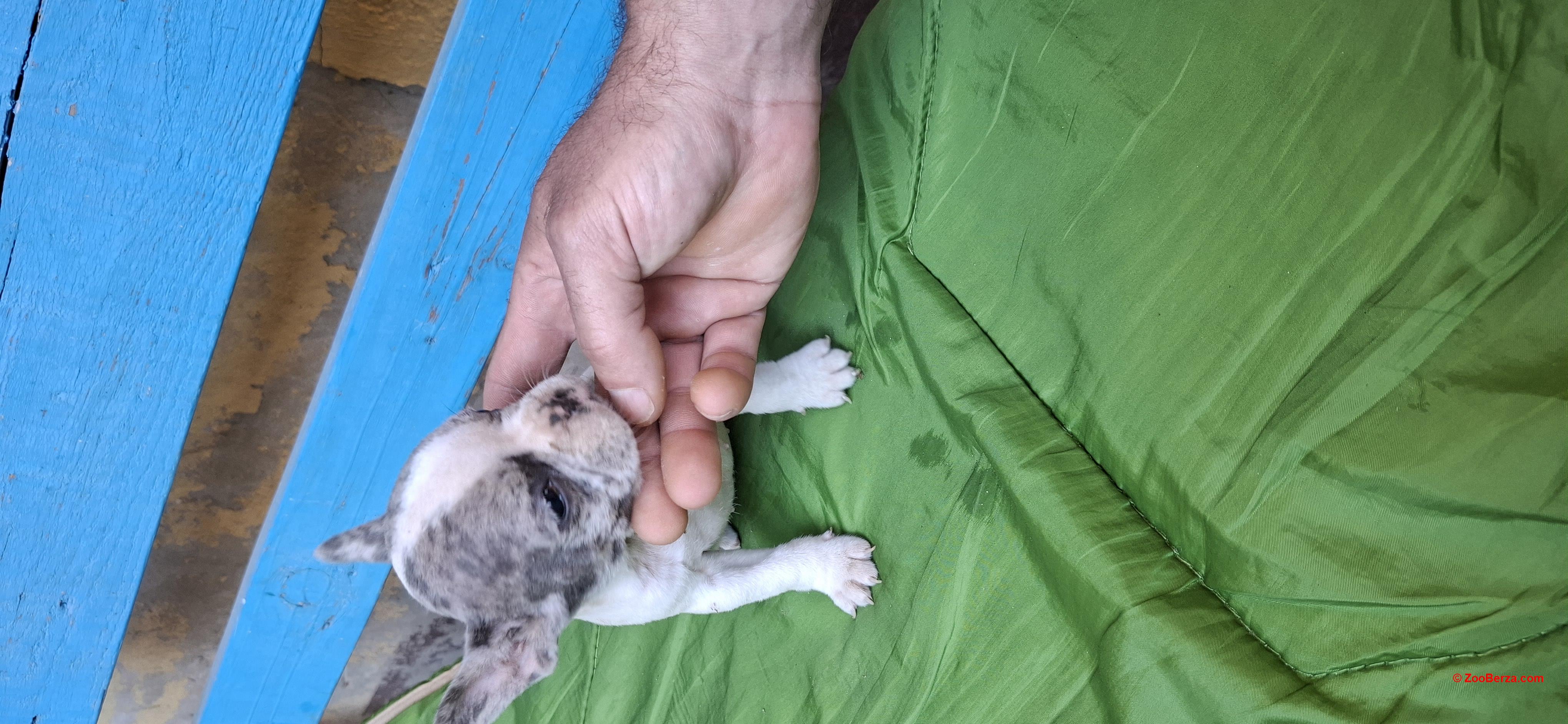 Francuski buldog