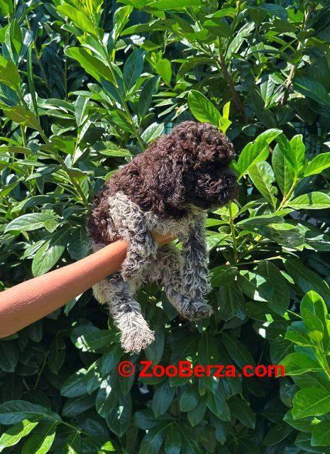 Lagotto Romagnolo štenci