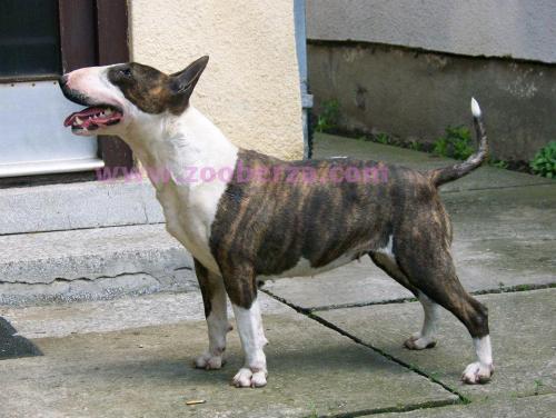 Bull Terrier Vrhunska zenka