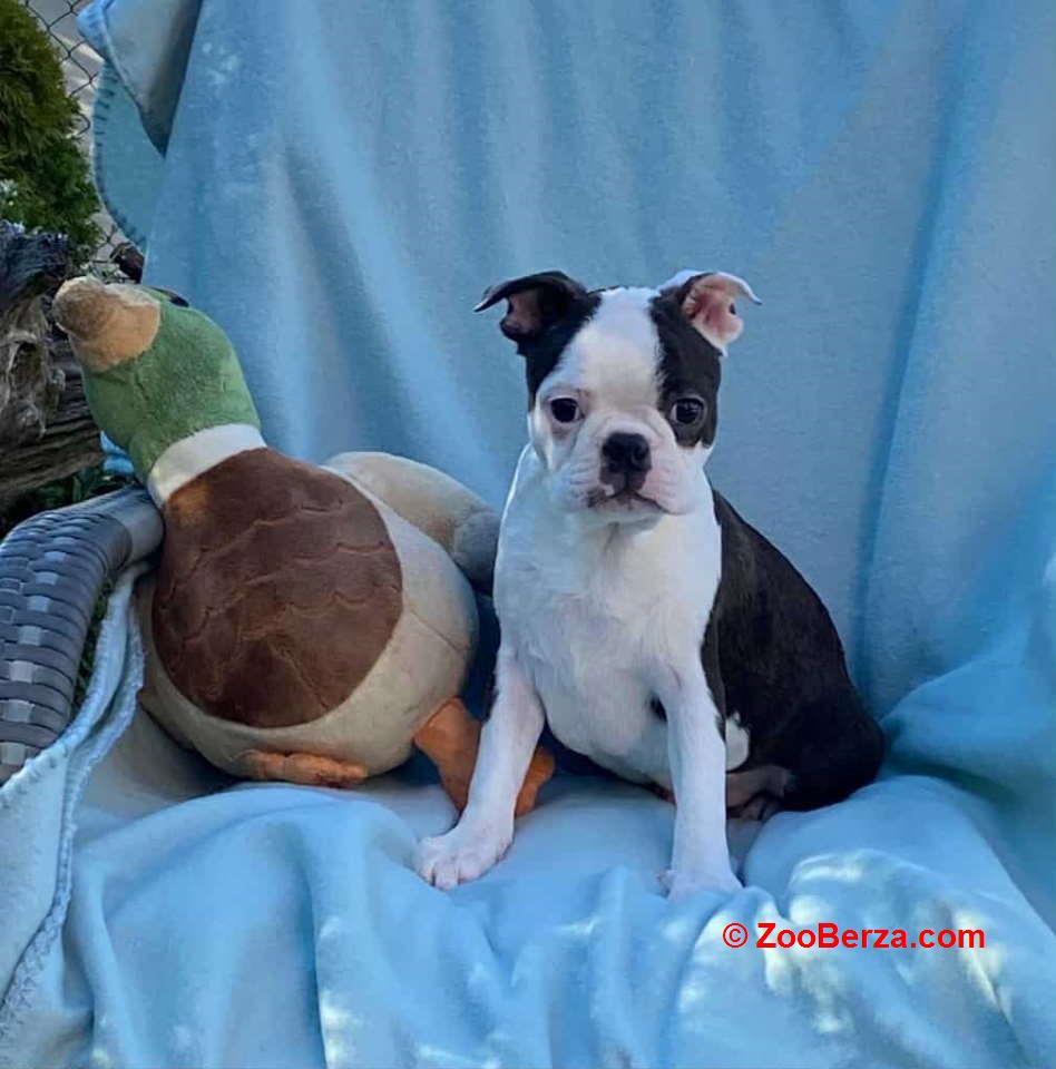 Dostupno musko stene Boston terijera 