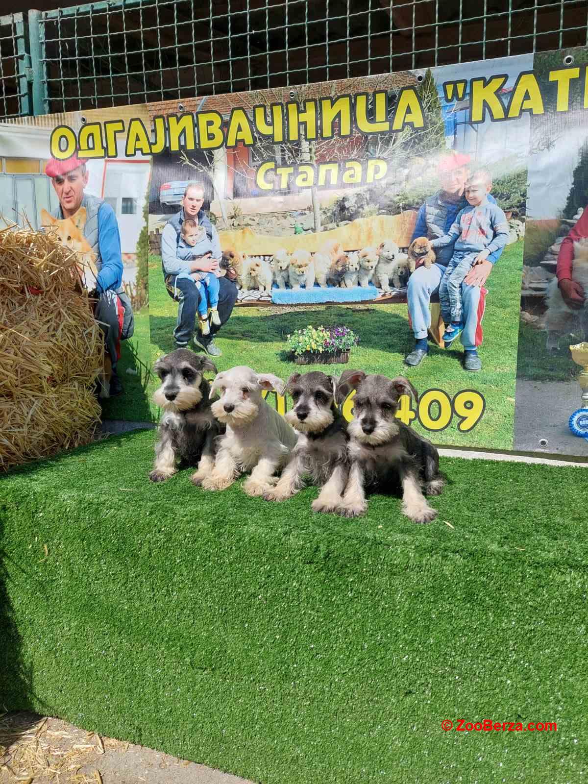 Patuljasti  Snauceri