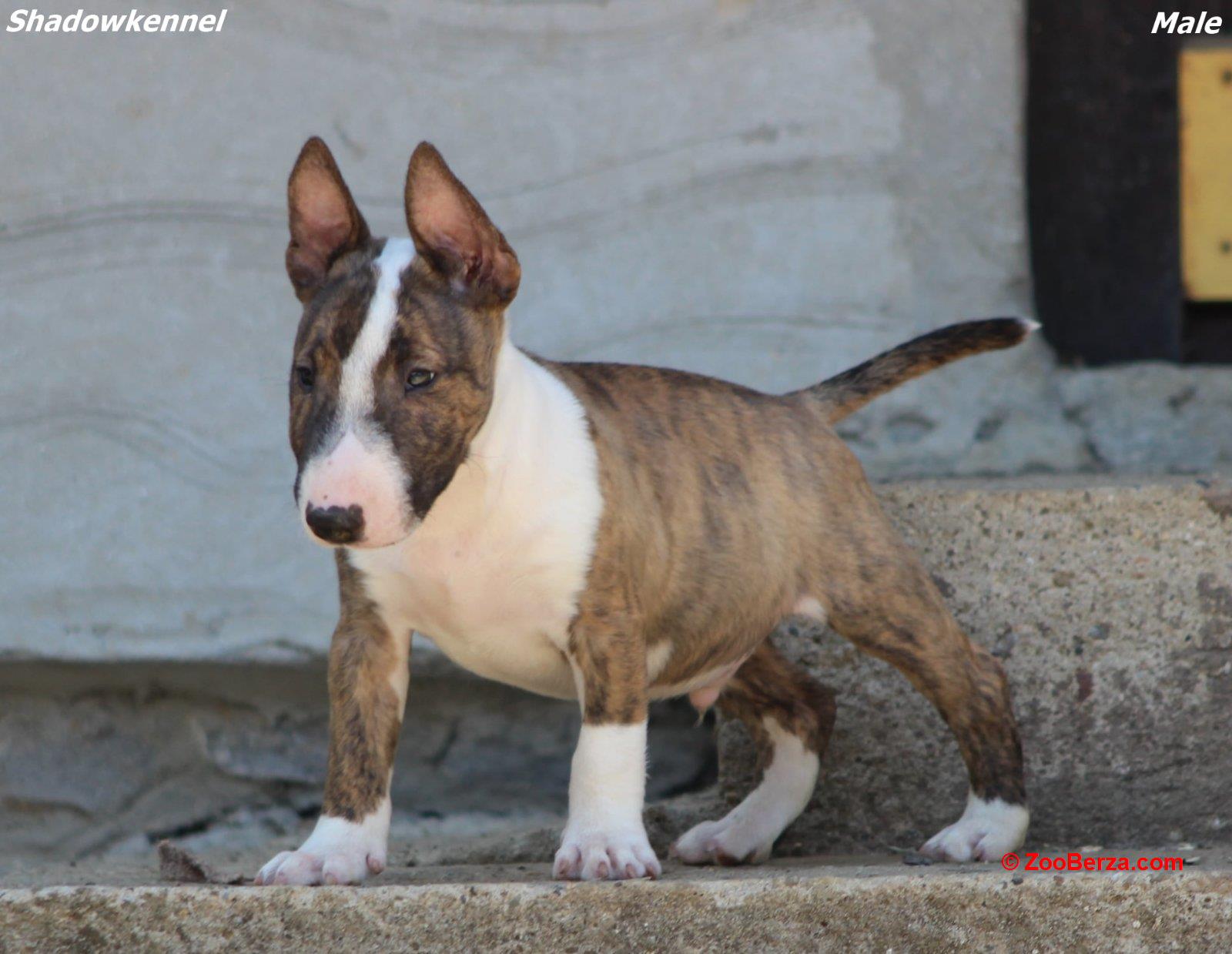 Mini Bull Terijer prelepi štenci