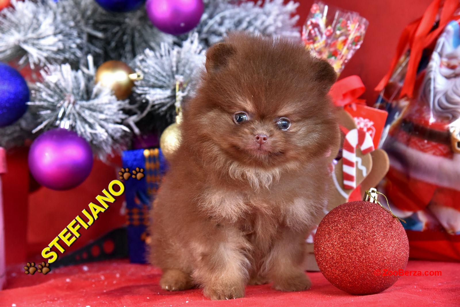 Pomeranac BOO medvedići, Pomeranski Špic