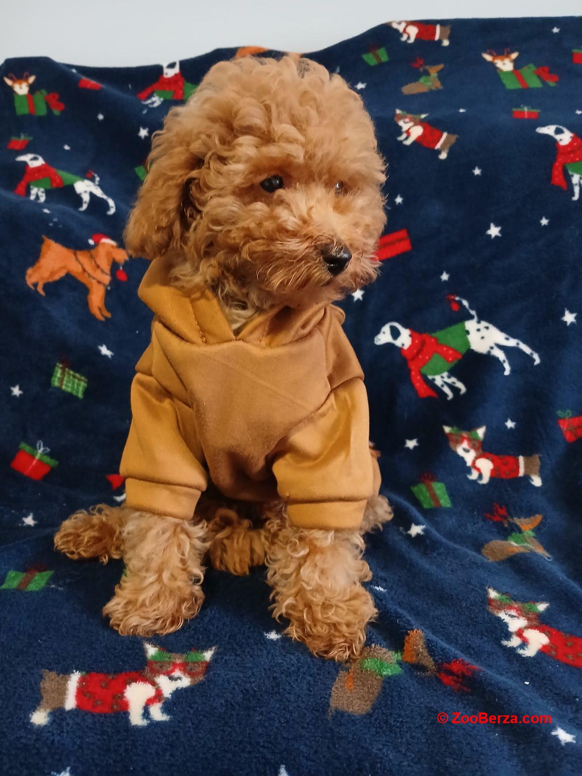 Štenci toy/patuljaste pudle