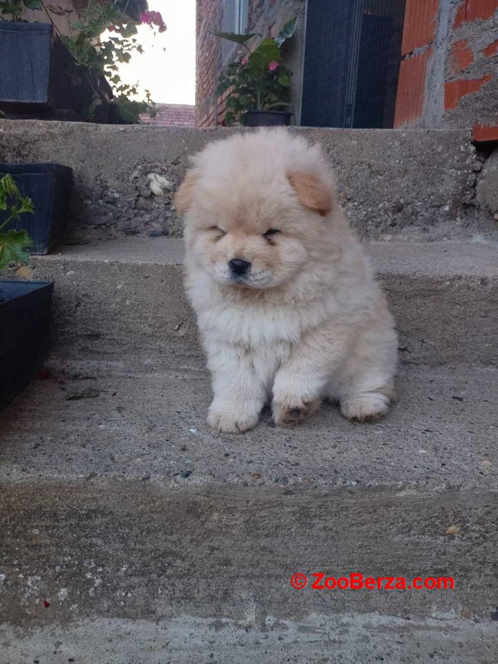 Na prodaju prelepi štenci rase Čau čau 