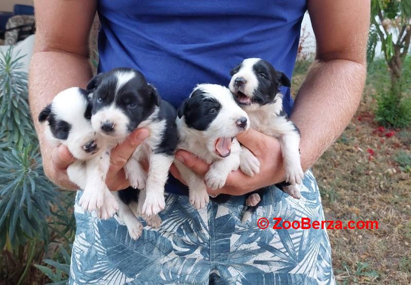 Border koli / collie štenci