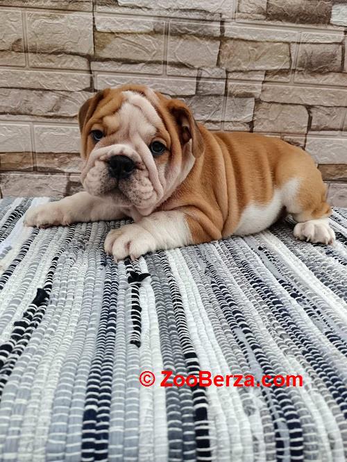Engleski bulldog