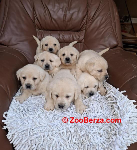 Labrador retriver štenci bele boje 