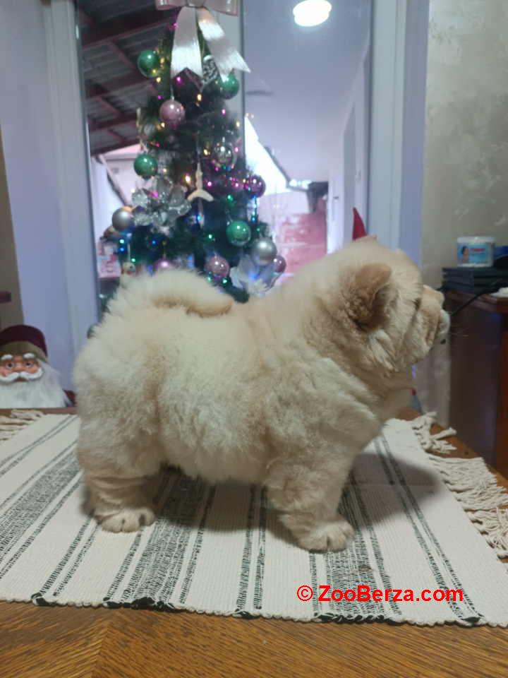 Na prodaju jedna devocica chow chow stara 50 dana 