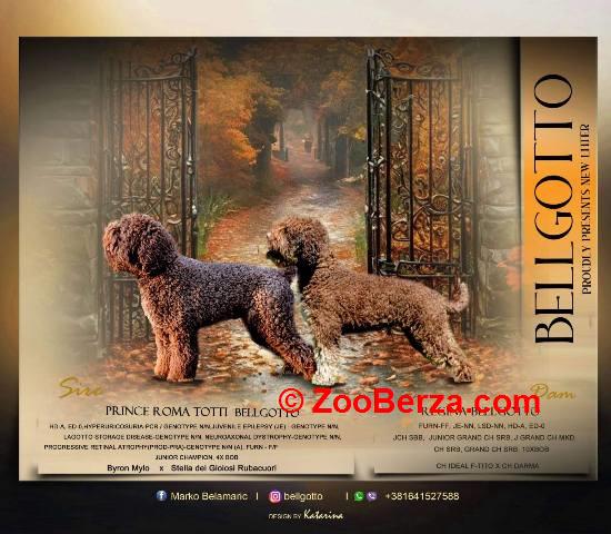 Lagotto Romagnolo štenci