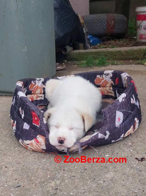 Žensko štene mešanca labradora na poklon