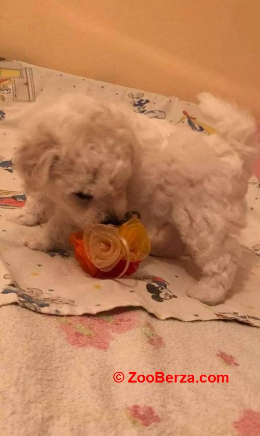 Kovrdžavi bišon štenci