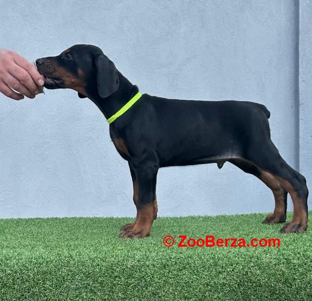 Doberman prelepi štenci