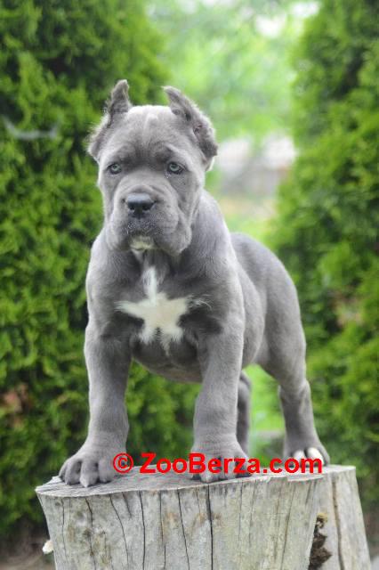 Cane Corso, štenci vrhunskog kvaliteta