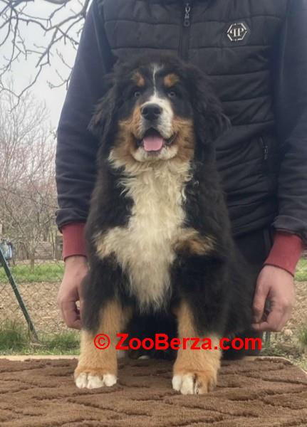 Ženka bernskog planinskog psa