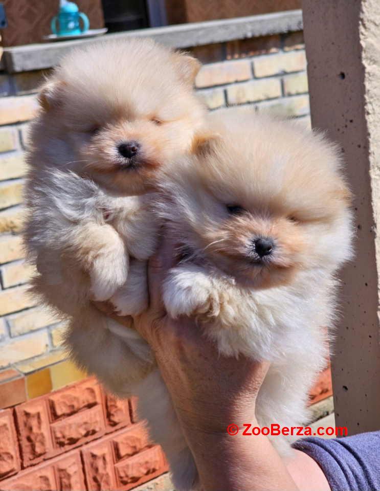 Najlepsi Pomeranci Boo samo u Pom_Hash_Starsu 