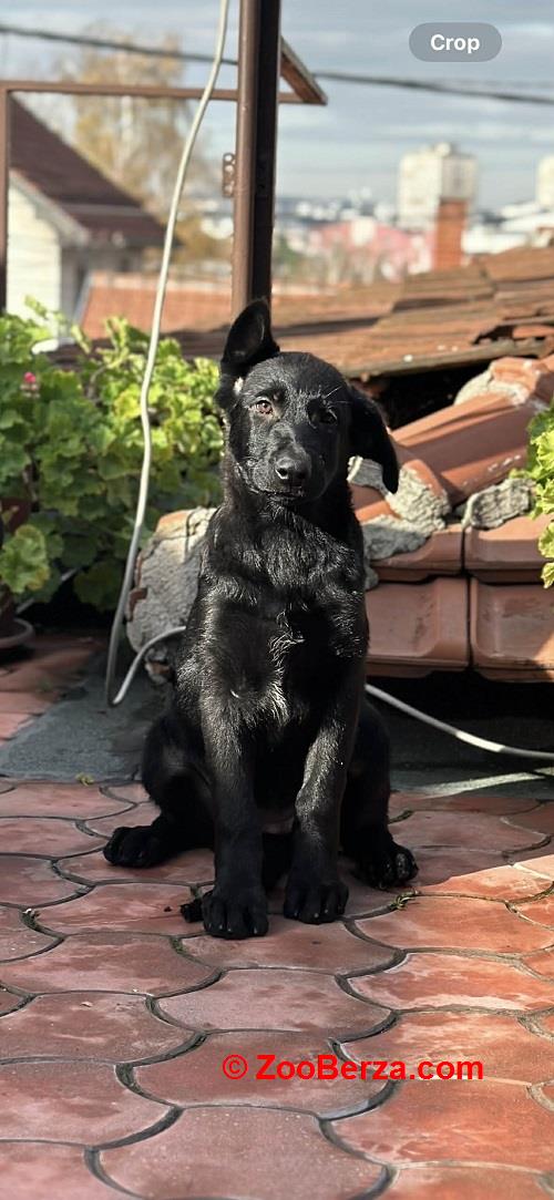 Radni nemački ovčari 