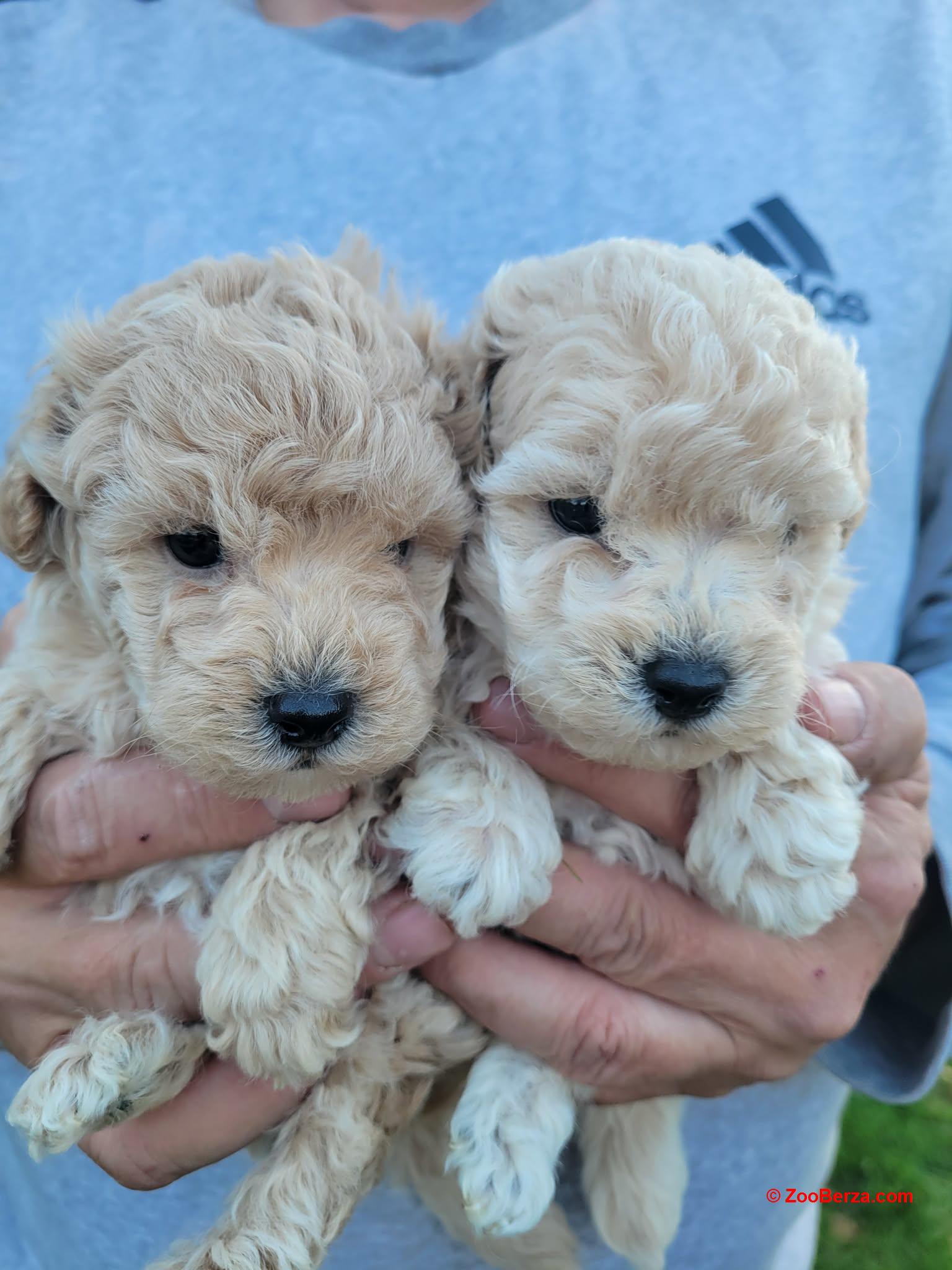 Maltipoo prelepi štenci