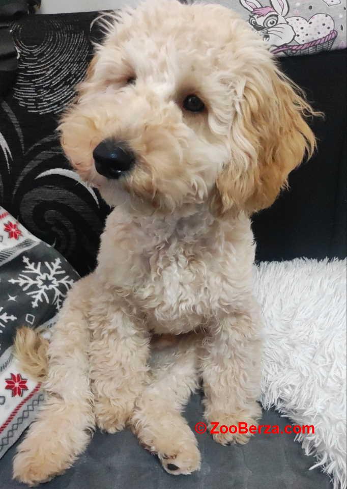 Prelep dečak apricot pudle 