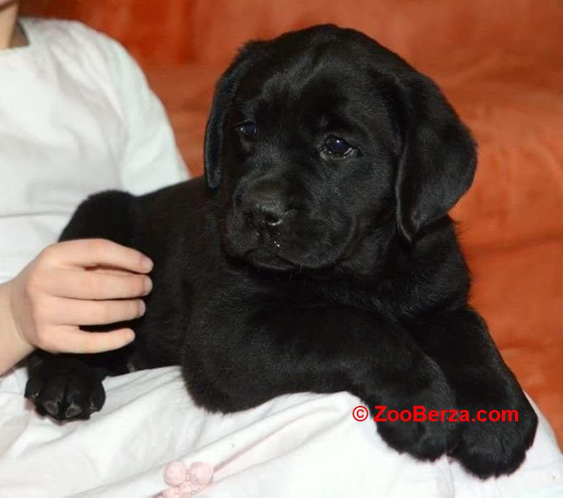 LABRADOR štenci, žute i crne boje