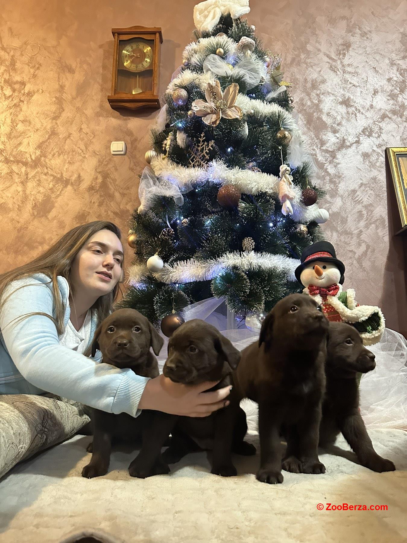 Čokoladni i crni štenci Labrador Retrievera