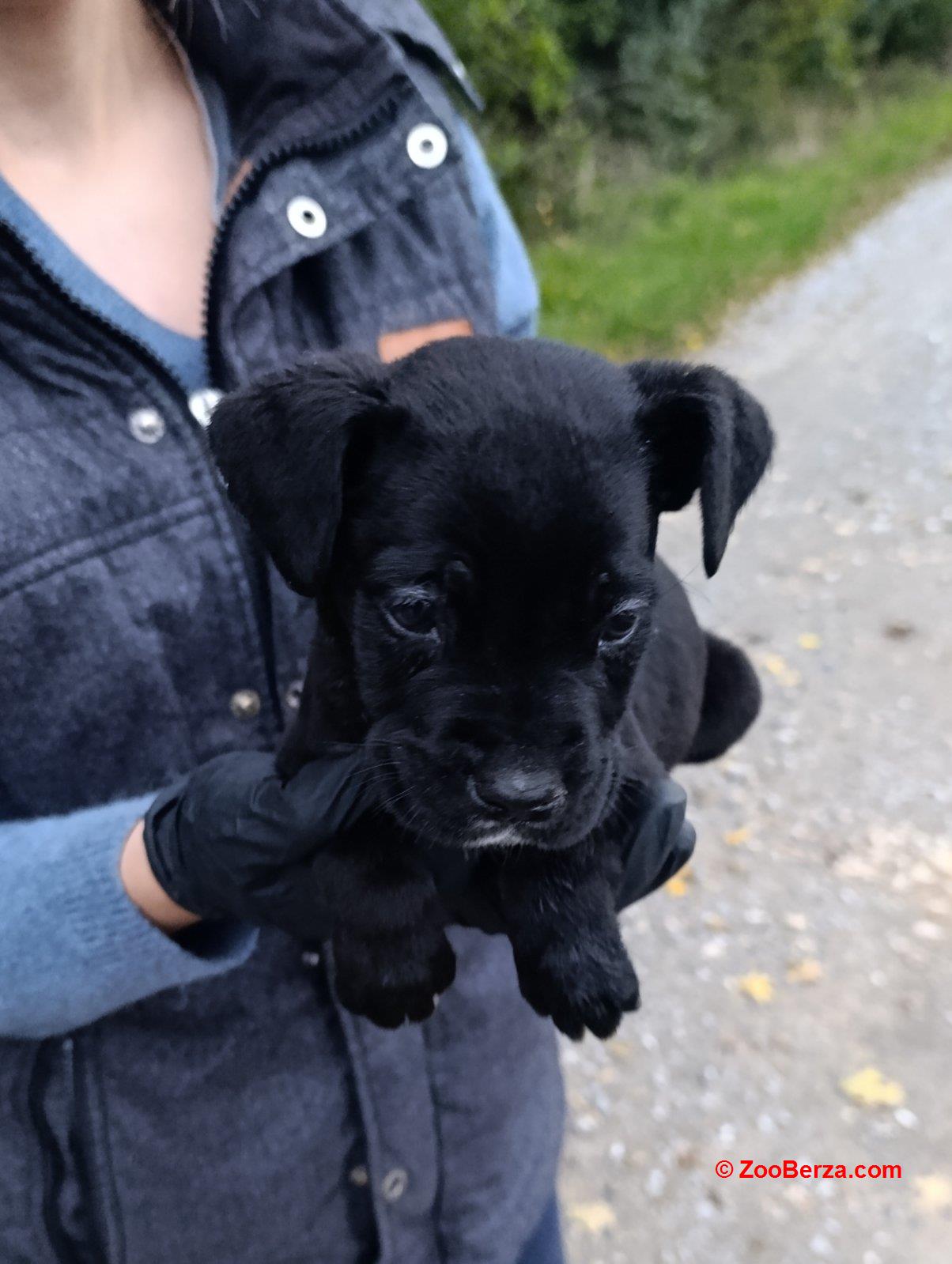 Cane corso,štene -dostava 