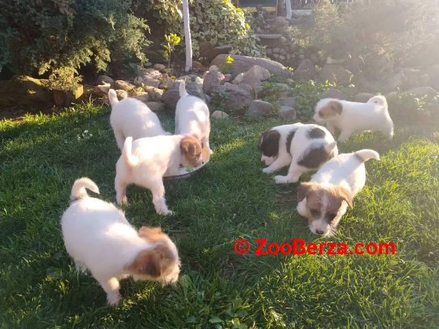 Džek Rasel Terijer, štenci